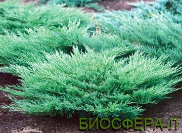 mozhevelnik gorizontalnyi4