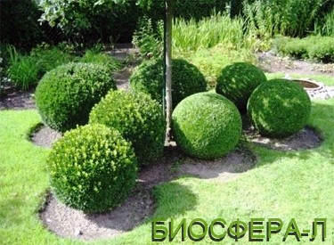 tuya-sharovidnaya